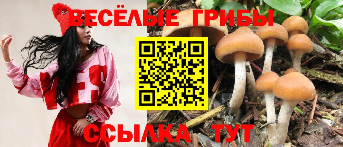 Псилоцибиновые грибы ЛСД  Вход с VPN  Павлово  Галлюциногенные грибы GOLDEN TEACHER 